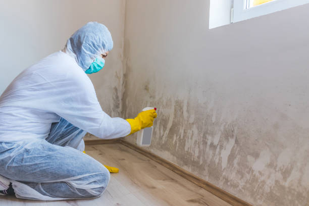 Licensed Commercial Mold Remediation service in Lombard, IL - WQB Mold Removal